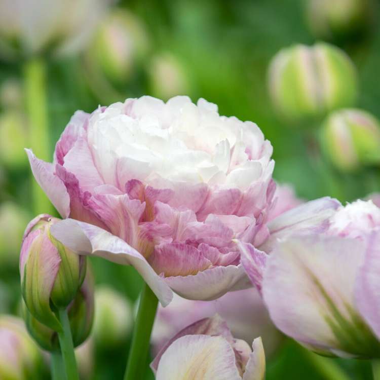 Tulpan 'Double Surprise'